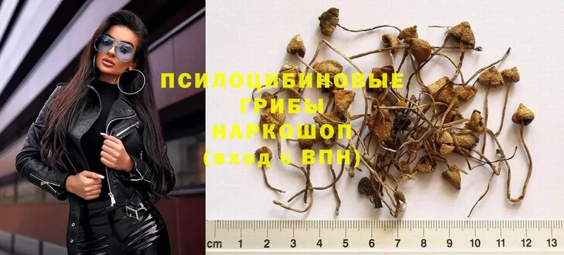 Псилоцибиновые грибы Psilocybe Бабушкин